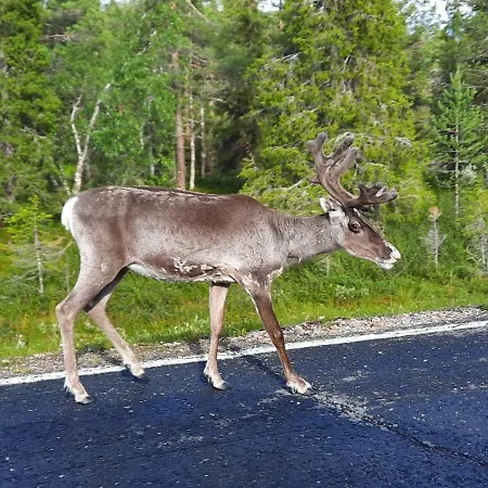 Taika With Finnish Sauna, Glazed Balcony & Free Parking -your Base To Explore The Arctic And Santa's Magical Hometown Rovaniemi