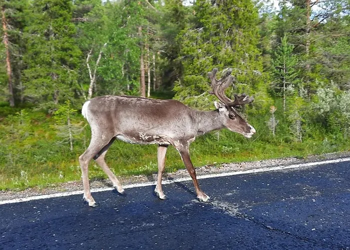 Taika With Finnish Sauna, Glazed Balcony & Free Parking -your Base To Explore The Arctic And Santa's Magical Hometown Rovaniemi